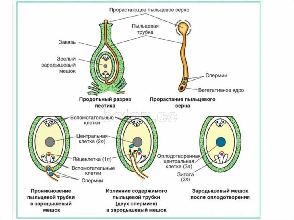 Строение зародышевого мешка цветковых растений. Схема развития зародышевого мешка. Строение зародышевого мешка у покрытосеменных. Из скольких клеток состоит зародышевый мешок.