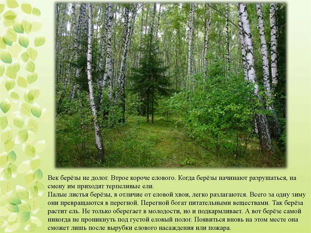 Природное сообщество березовый лес. Осина и береза. Береза Лиственная порода дерева. Смена березового леса на еловый. Осина отличие от березы.