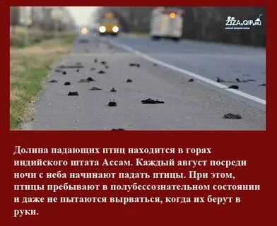 Упала птица