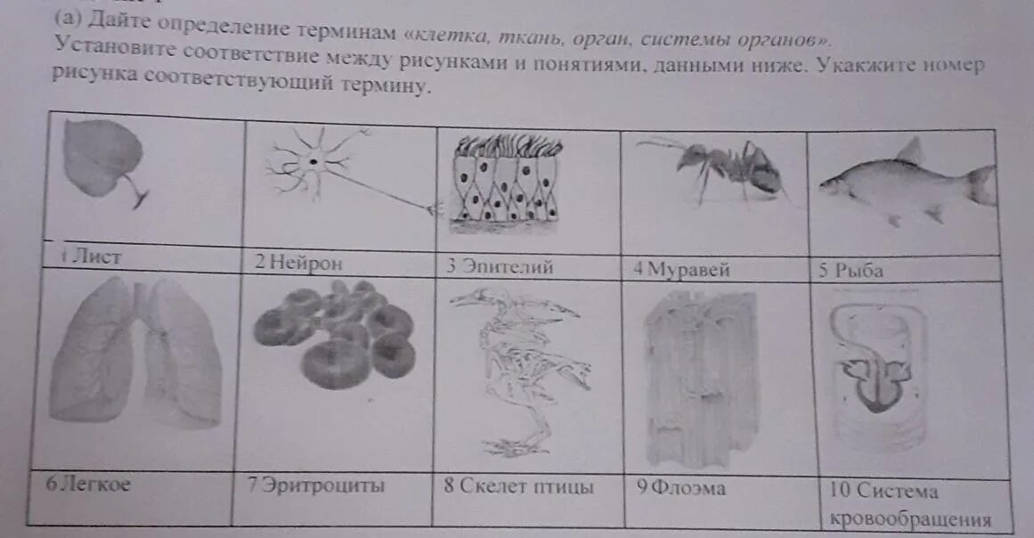 1 дать определение органа. Понятия: клетка, ткань, орган, система органов. клетка ткань орган система органов организм. клетка ткань орган определение. дайте определение ткани органа и системы органов.