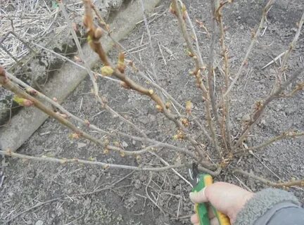 Сколько веток оставлять на смородине