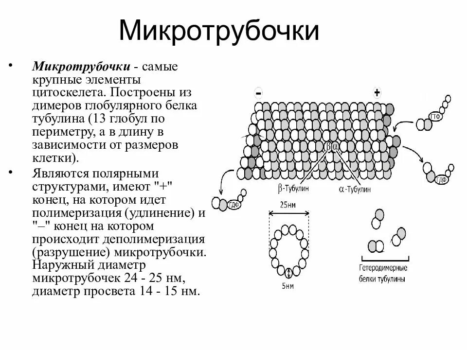 Процесс формирования микротрубочек