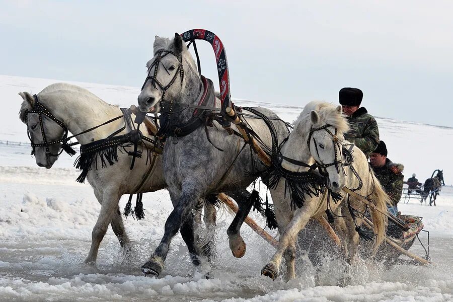 Брюс в одной упряжке с петром 10. Тройка лошадей. Лошадь в упряжке. Лошадь запряженная в сани. Тройка с бубенцами.