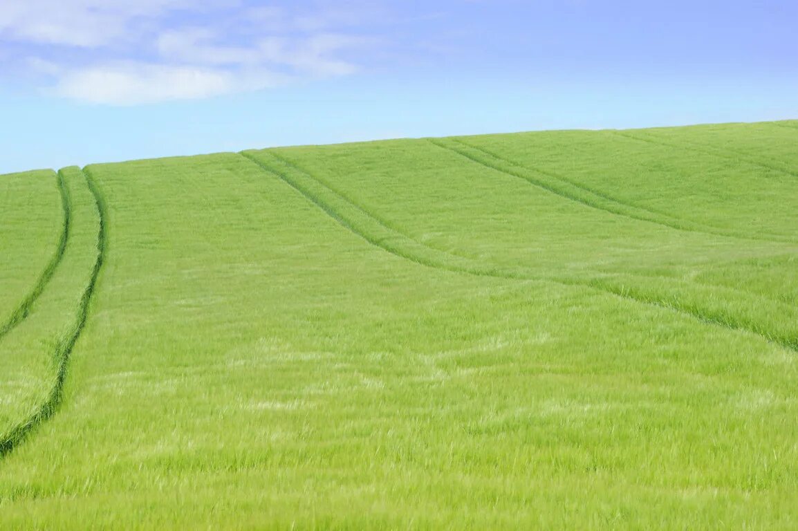 Где field 1. Field. field flashcard. field flashcard for kids. field picture flashcard.