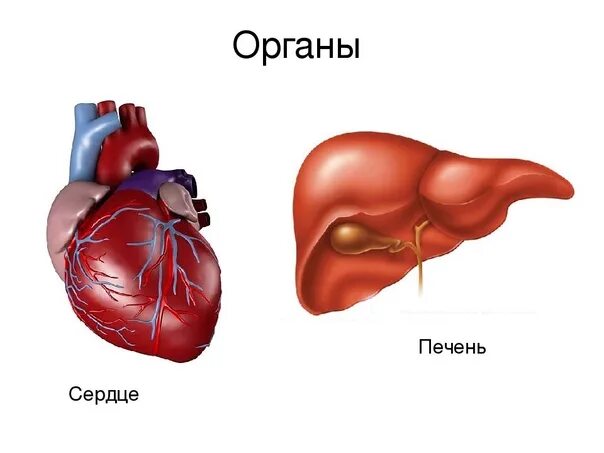 Печень почки легкие селезенка. Внутренние органы сердце. Внутренние органы печень.