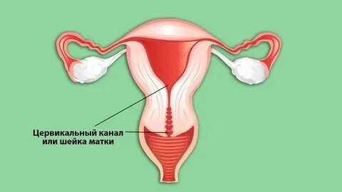 Кишечная цервикальный канал