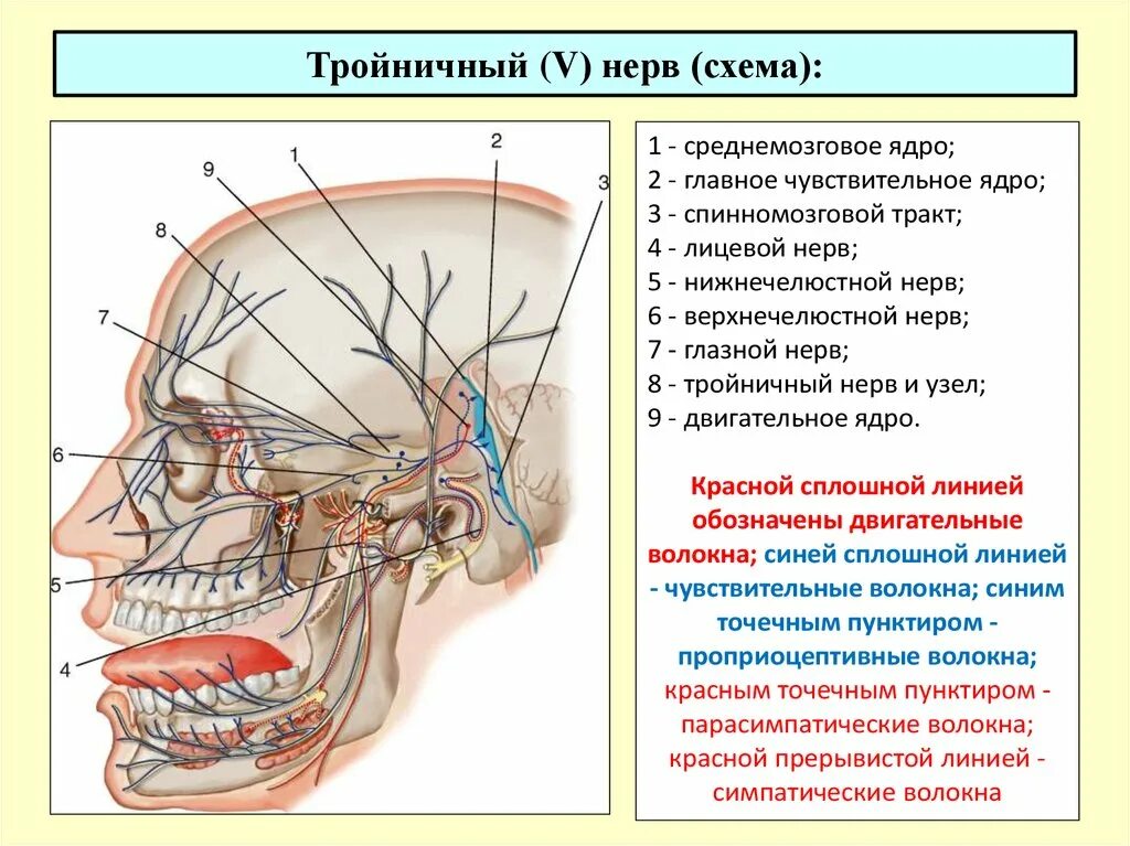 Лицевой нерв череп. Тройничный нерв схема 1 ветви. Что иннервирует тройничный нерв таблица. Первая ветвь тройничного нерва схема. Схема тройничного Черепного нерва.