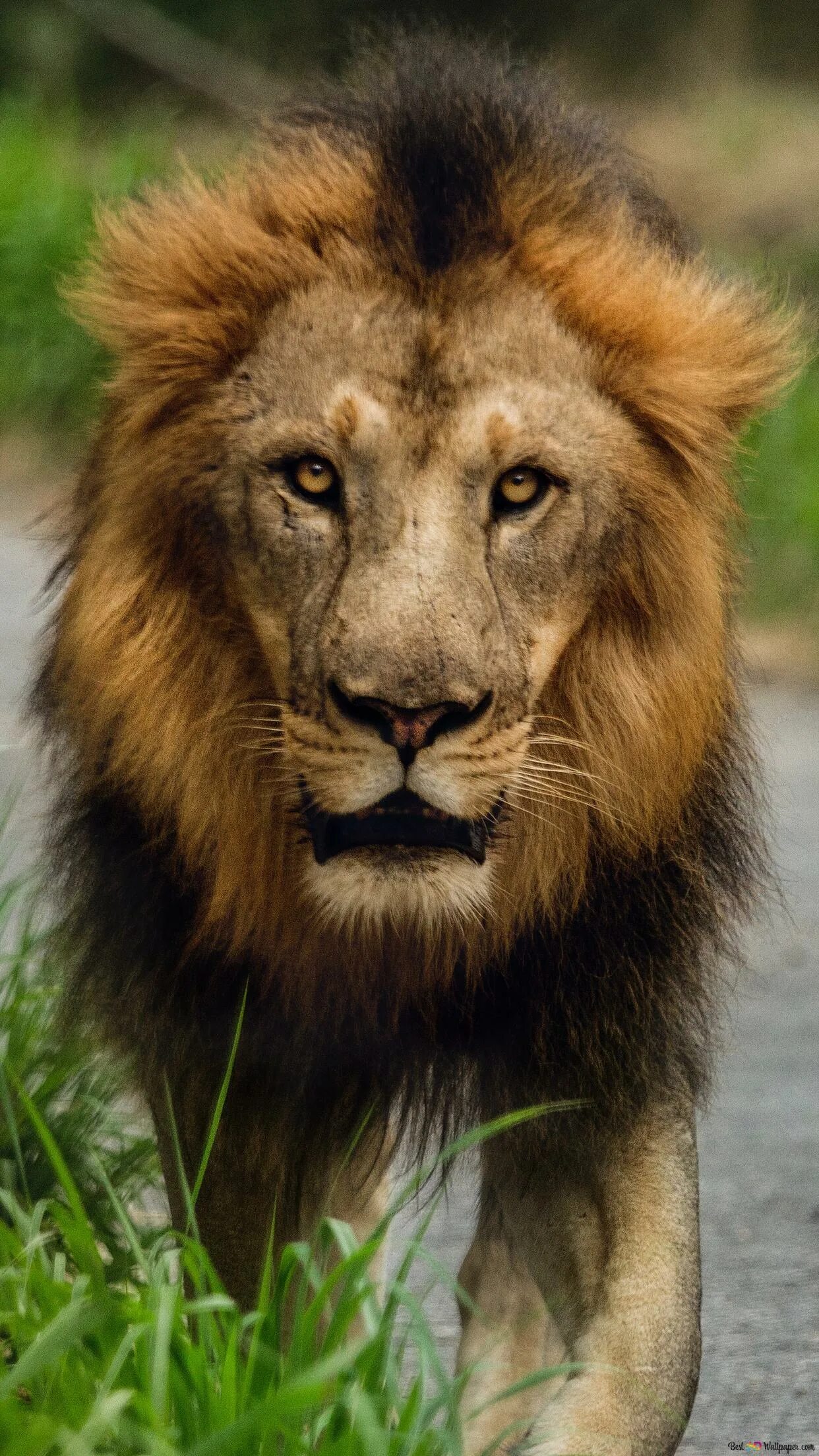 Лев идет по дороге среди машин. Лев идет вперед. Серенгети сафари. Лев. Берберийский лев.