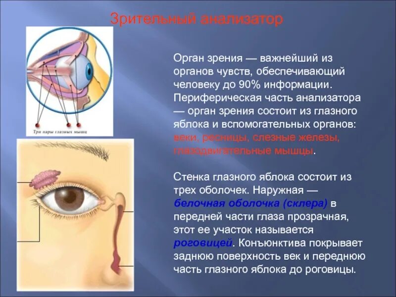 Презентация понятие об анализаторах зрительный анализатор. Зрительный анализатор строение и функции биология 8 класс. Глазной анализатор строение и функции. Строение зрительного анализатора 8 класс. Биология 8 класс анализаторы зрения.