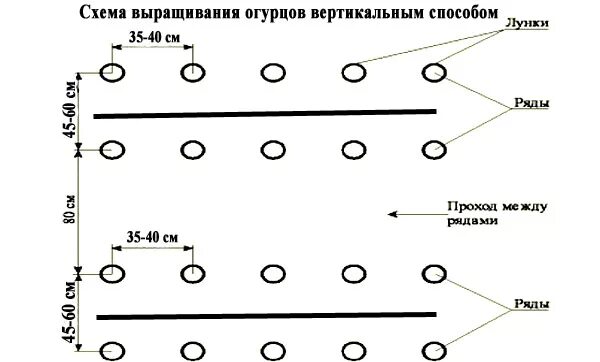 Какое расстояние должно быть между перцами