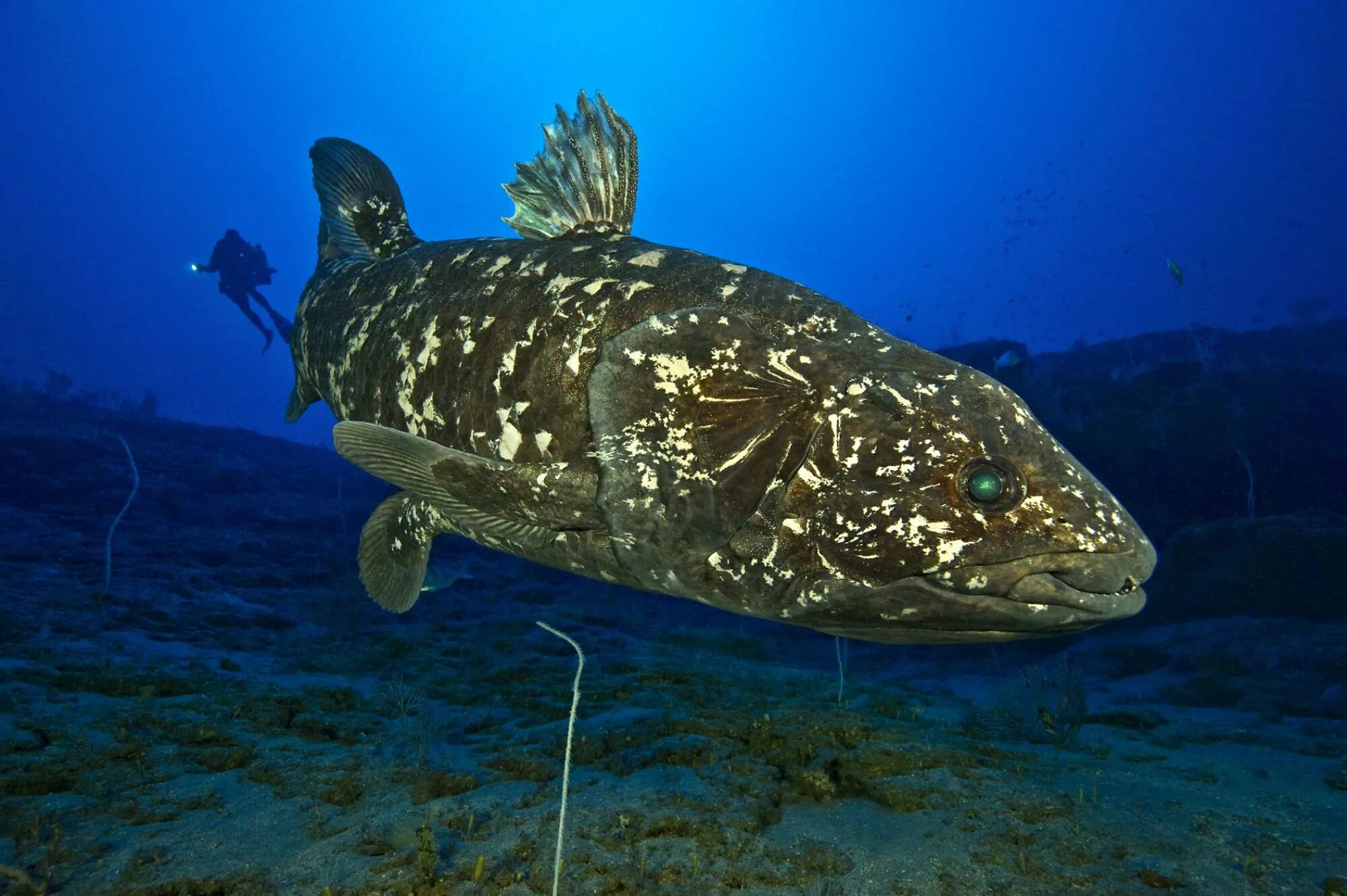 National Geographic Peixe recheado, Os peixes, Tipos de animais