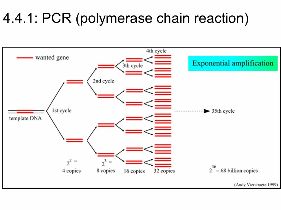 4 cycle