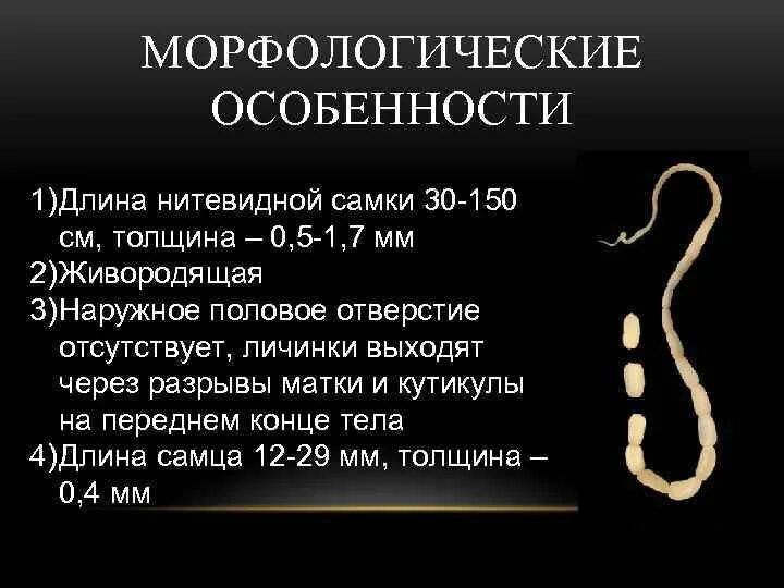 Какой гельминт является возбудителем дракункулеза. Ришта строение дракункулез. ришта возбудитель дракункулеза.