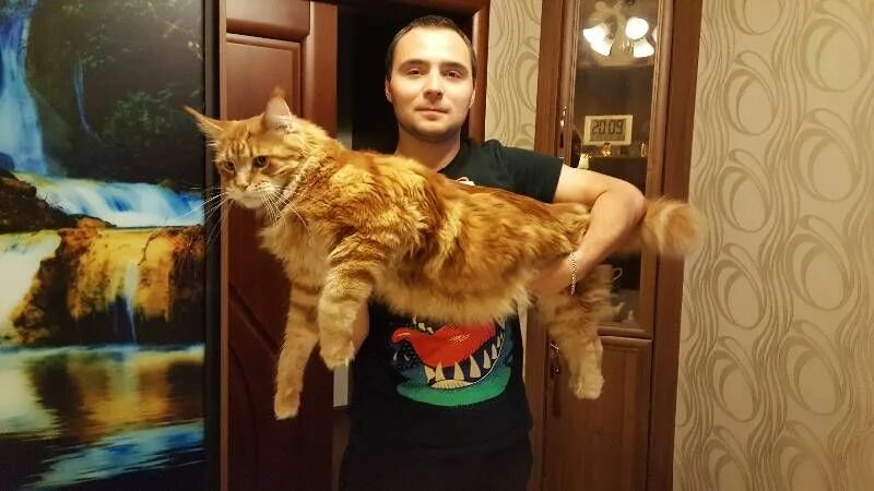 Мейн кун кот вес. Мейн кун 16 кг. Dtc vtqyreyff. Мейн кун 30 кг. Взрослая кошка мейн кун.