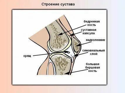Коленная чашечка строение