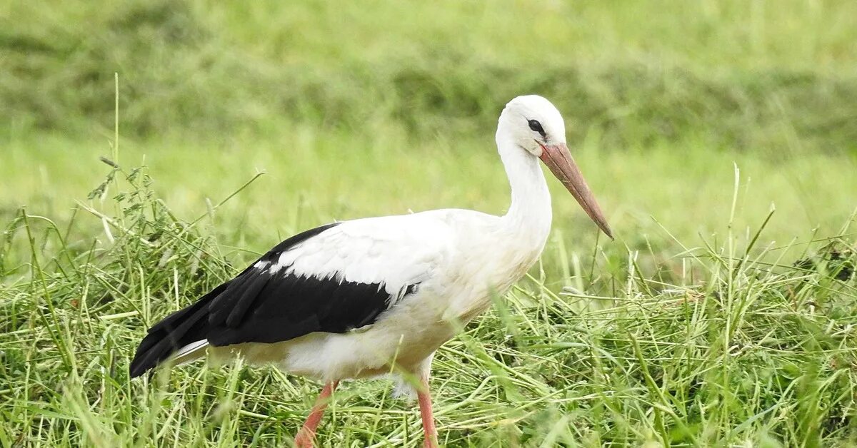 Белый аист в ростовской области. Белый аист ленинградской области. Белый аист в ростовской области. Белый аист работа. Белый аист работа.