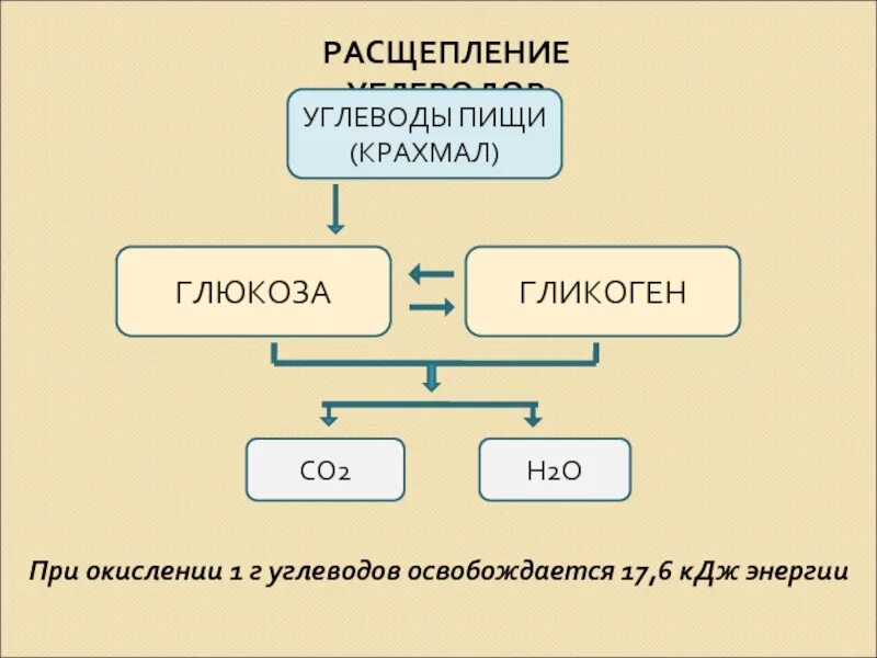 Расщепление углеводов в организме человека происходит. Схема расщепления углеводов. Этапы расщепления углеводов. Схема расщепления углеводов в организме человека. Разложение углеводов.