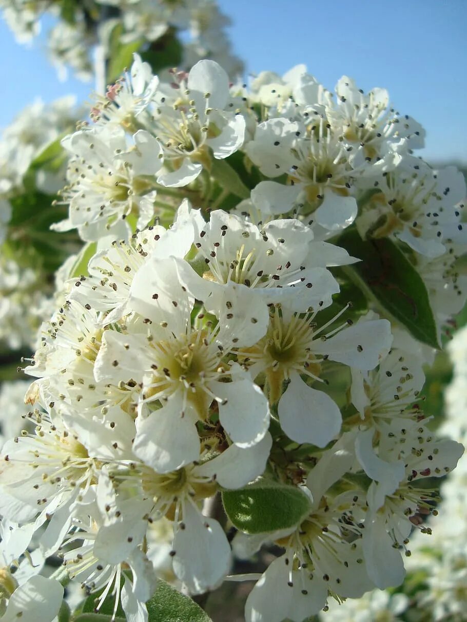 Love blooming pear. Груша дерево цветение. Груша Уссурийская цветение. Груша обыкновенная цветение. Цвет груша.