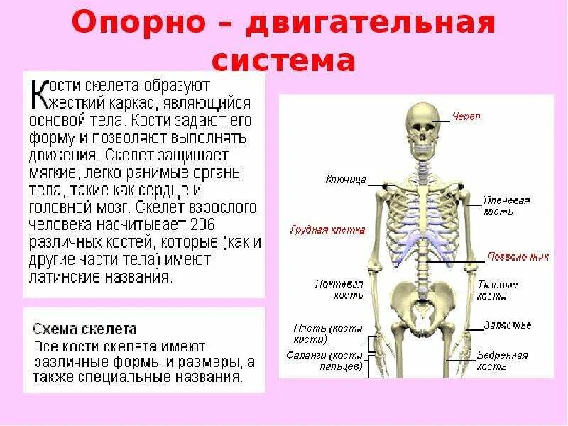 Проект по теме организм человека 3 класс Органы системы органов презентация