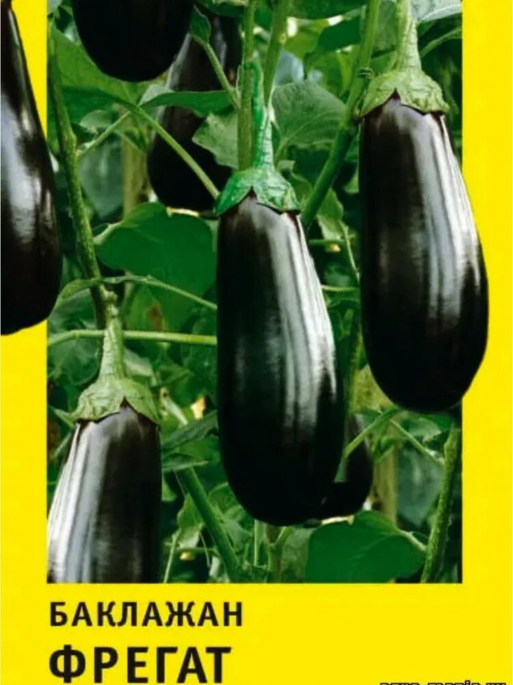 Баклажан фрегат. Баклажан сабелле f1. Баклажан галинэ f1. Баклажан фрегат (1уп-50гр). Баклажан черный фрегат.