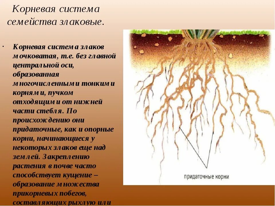 Семейство злаки корневая система. Семейство злаки стебель соломина. Тип корневой системы у злаков. Семейство злаки корневая система. Пырей ползучий корневище.