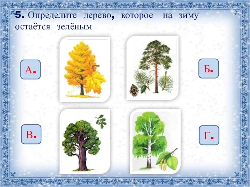 Дерево которое на зиму остается зеленым. Деревья которые зимой остаются зелеными. Распознать дерево. Распознать деревья зимой.