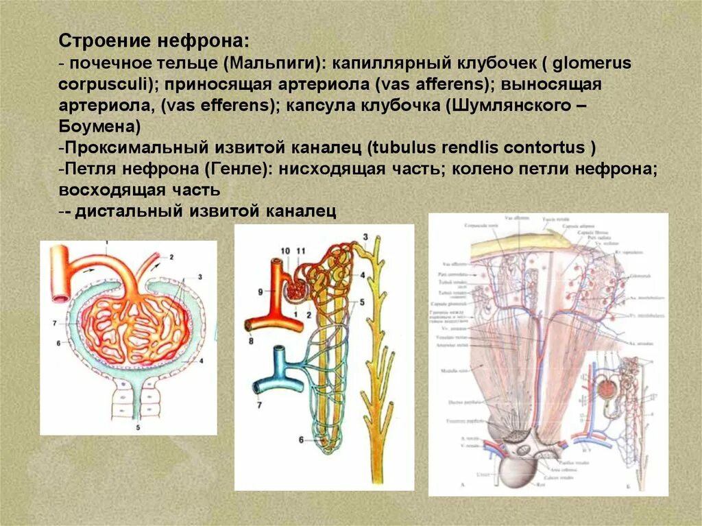 Строение почки, нефрона, мочевыделительной системы. Строение почки нефрон выделительная система. Нефрон капсула Шумлянского Боумена. Выделительная система строение нефрона. Клетки нефронов почек