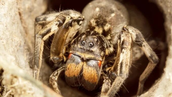 Keep bugs and spiders away from your home with delicious-smelling hack to 'repel
