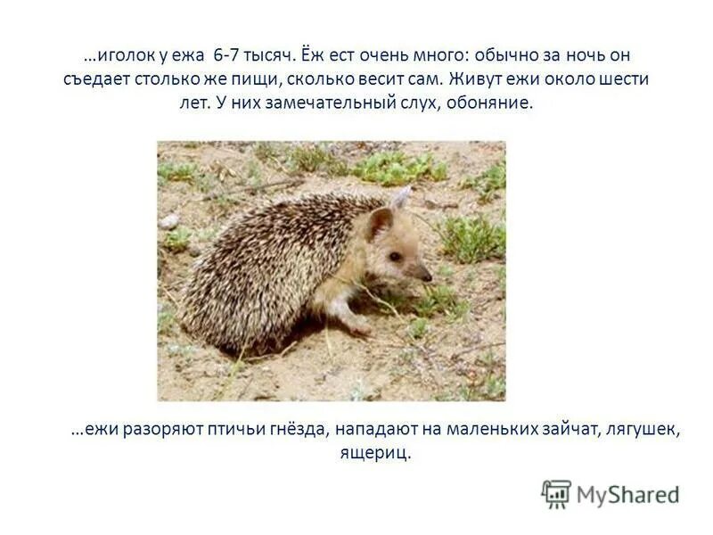 Ёжик свернулся в клубок. Маленькие африканские ежата. Интересные факты о еже. Хохлатый дикобраз. Ежиха с ежатами.