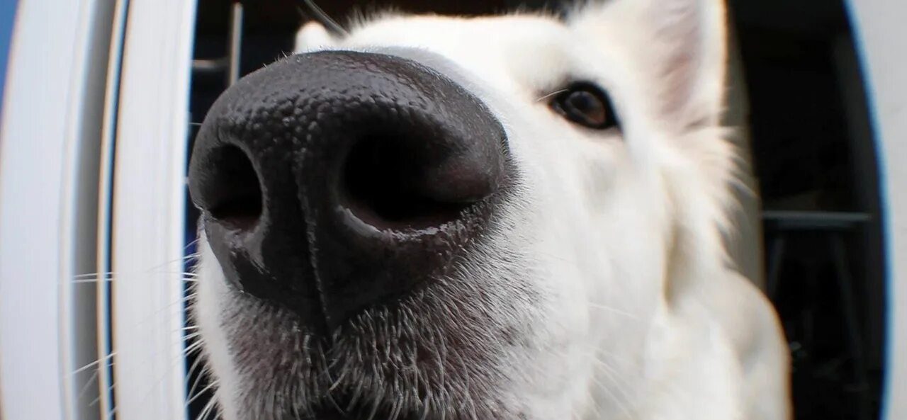 Много собачек. Sniffer dog. Собака держит игрушку. Австралийский ретривер. Животные пьют воду.