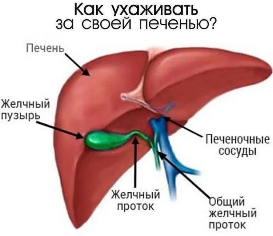 Пузырь под печенью. Печень и желчный пузырь анатомия. Строение печени и желчного пузыря анатомия. Печень с протоками анатомия. Анатомия печень желчный пузырь протоки.