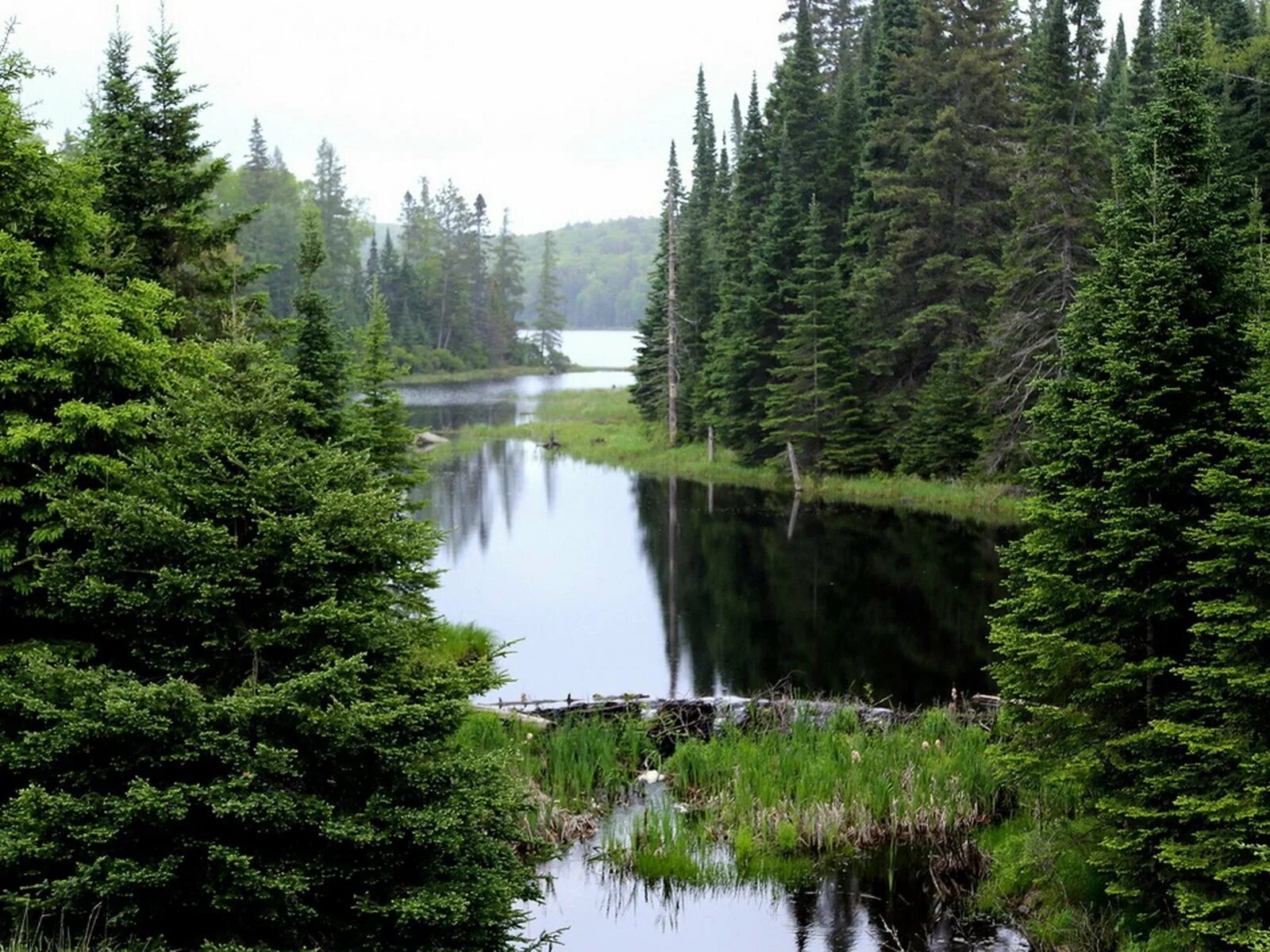 Река елочка