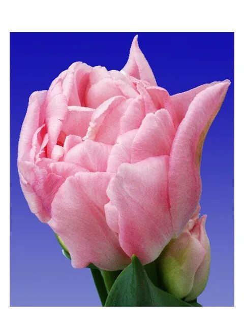 Тюльпан махровый ранний дример. Dreamer exclusive тюльпан. Тюльпан дример эксклюзив. Тюльпан махровый ранний дример. Сорт тюльпана дример.