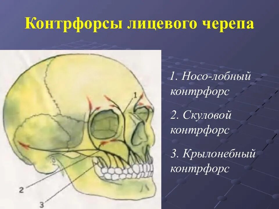 Контрфорсы черепа нижней челюсти. Контрфорсы черепа анатомия. Контрфорсы черепа верхней челюсти. Крылонебный КОНТРФОРС.