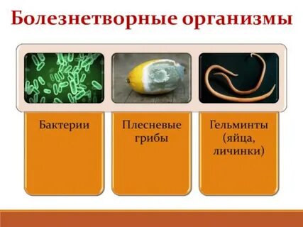 Болезнетворные бактерии примеры