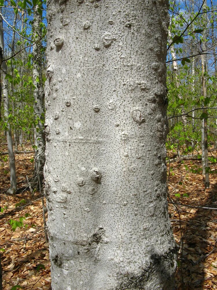 Дерево бук фото и описание. Fagus grandifolia. Бук дерево. Дерево бук другие названия.