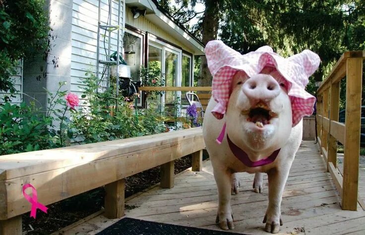 Кабан джорджа клуни. Скороговорки на английском языке. Как переводится his. Свинья в квартире. Смешные свинки.