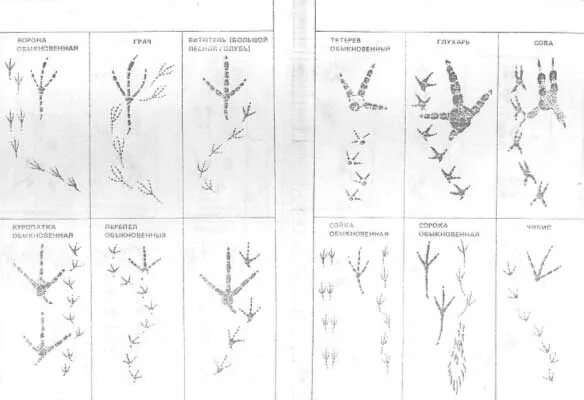 Следы животных на снегу. Следы зайца лося волка лисы. Нарисуй следы птиц и зверей на снегу. Следы птиц и зверей на снегу. Следы зверей и птиц.