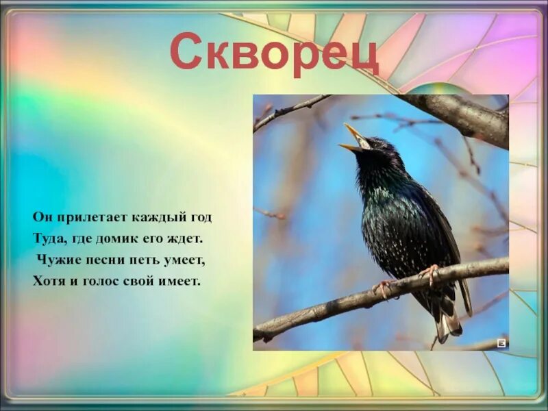 Стих про скворца. Стихотворение про скворца. Стихи о скворцах весной. Стихи детские о скворце для детей.