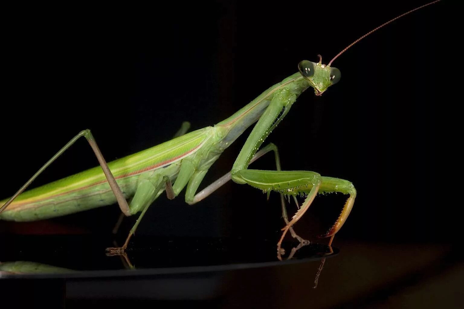 Mantis religiosa, самка. Самка богомола насекомое. Богомол обыкновенный. Спаривание Богомолов. Богомол самка и самец