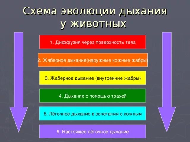 Эволюция дыхания у животных. Эволюция дыхания у животных