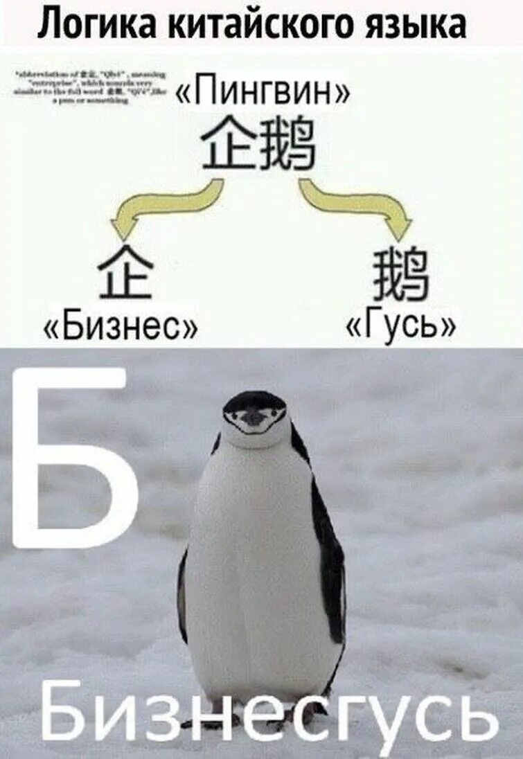 Пингвин на китайском бизнес Гусь. Японский Пингвин. Пингвин китаец. Деловой Гусь китайский.