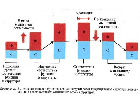 Недостаточная мышечная активность