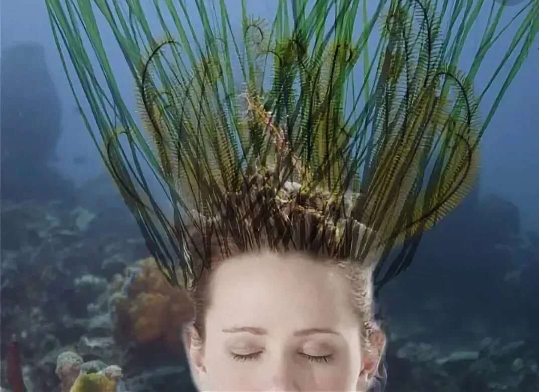 Водоросли для волос. Водоросли в волосах. Прическа водоросли. Волосы из водорослей. Seaweed волосы.