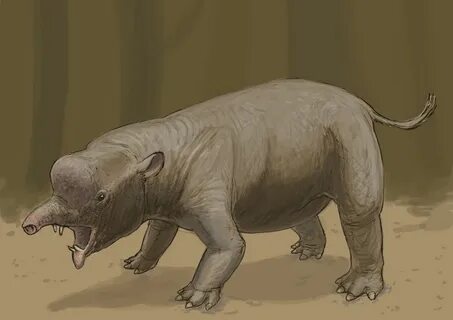 Animal 9