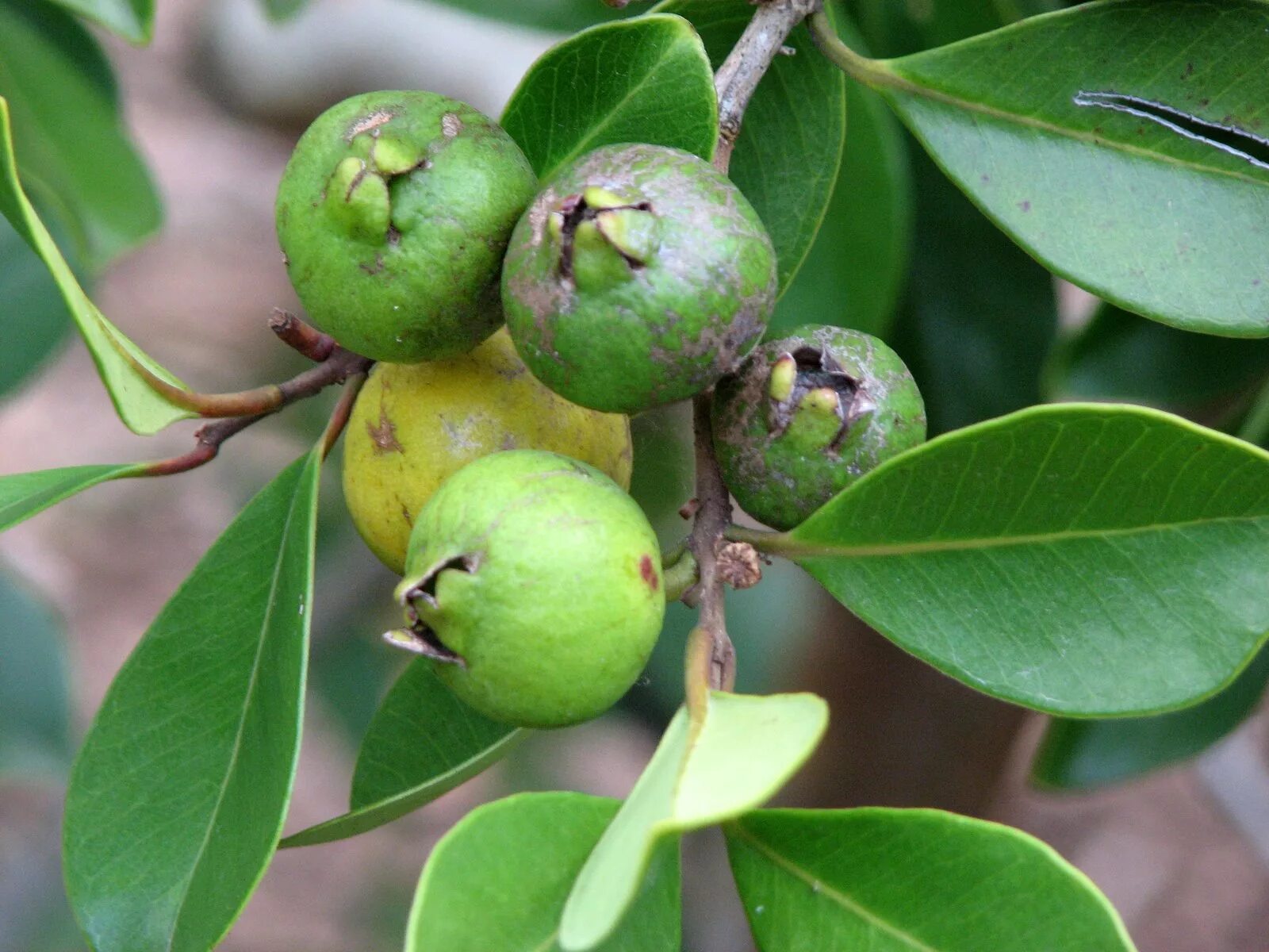 Псидиум гуава. Psidium guajava (гуава, псидиум). Псидиум гуава бонсай. Псидиум Земляничный. Гуава земляничная