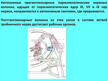 Вегетативные преганглионарные нервные волокна