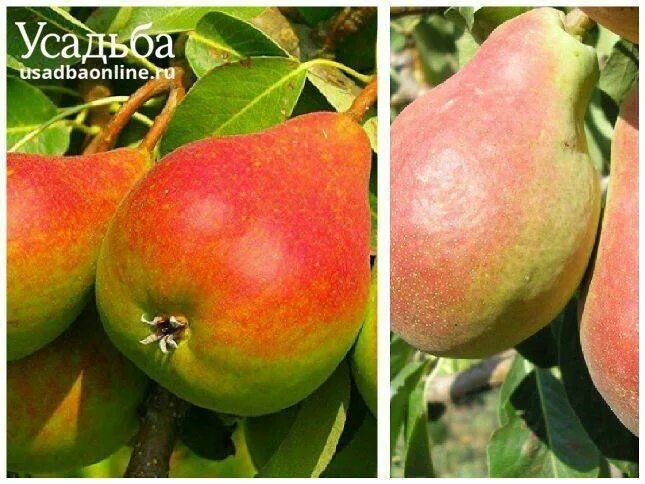 Груша любимица клаппа описание сорта. Колоновидная груша любимица клаппа. любимая клаппа груша. любимица клаппа груша описание. груша любимица клаппа фото для печати на принтере.