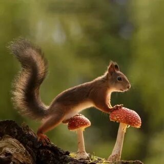 squirrel standing on mushrooms Birds 2, Pet Birds, Animal Photography, Natu...