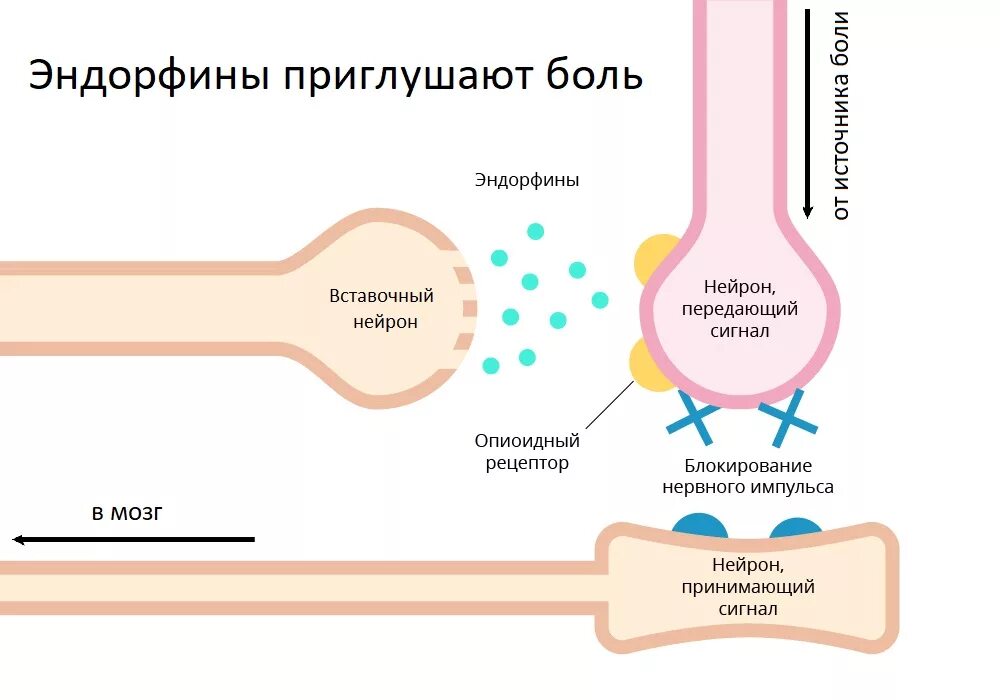 Выработка эндорфинов. Механизм действия диклофенака. Механизм действия эндорфинов. Диклофенак механизм действия. Схема образования эндорфина.